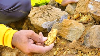 BIG GOLD under these BIG ROCKS! Mining Exciting.
