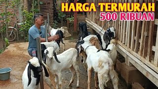 Price List For Male And Female Goats Owned By Budi Cempe