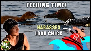 Baby Loon Eating Fish & Harassed by Jet Ski (Koaw gets angry😠.) by Koaw Nature 235 views 1 year ago 5 minutes, 13 seconds