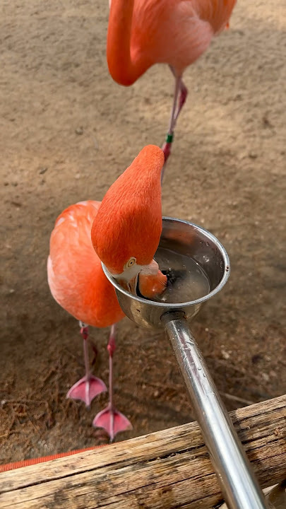 Snack time with Cher the flamingo! 🦩😋 #animals #birds #shorts