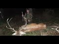 Sudecka Ostoja 40/2020. Rykowisko cz3. Polowanie na jelenie. Hunting Red Stag in Poland