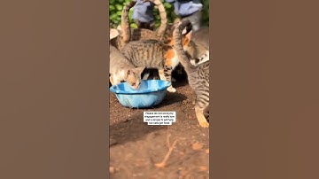 Please do not scroll,my engagement is really low and a simple hi will help our cats get food