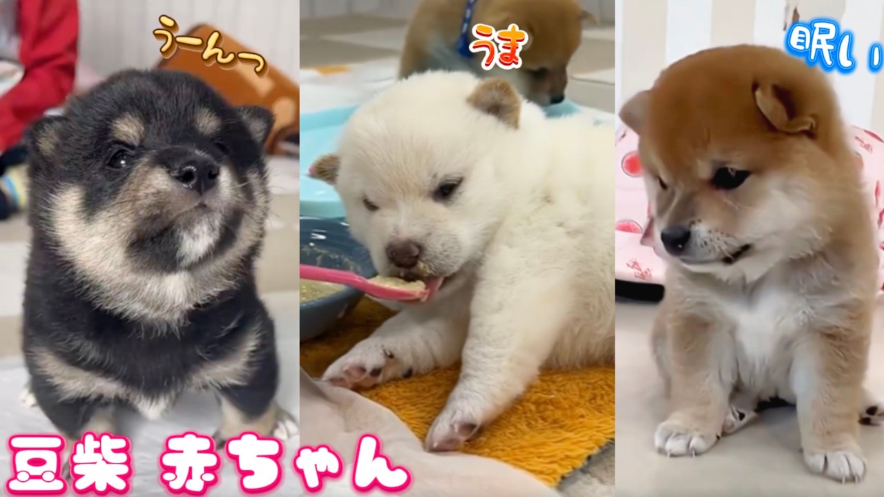 Shiba Inu Puppies] We've compiled a collection of popular, super