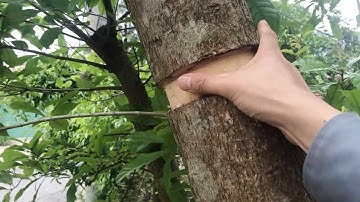 Kỹ Thuật Chiết Cây LỘC VỪNG Siêu Khủng Để Không Phải Hối Tiếc