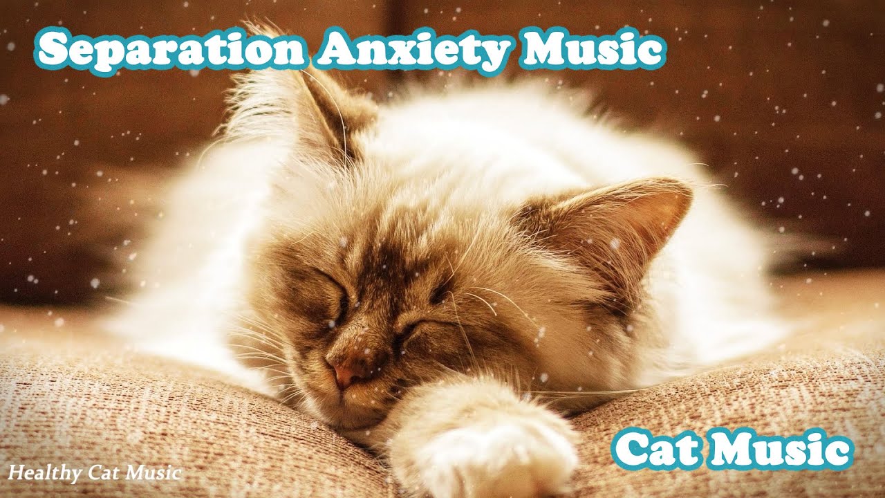 Photo inspiration: Calming Cat Music For Sleep Reference: Relax Your Cat 3 Hours Of Soothing Music For Cats