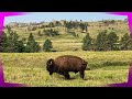 Custer State Park | Game Lodge Campground