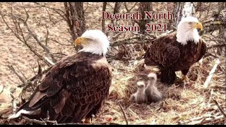 Decorah North 🦅   DN13 \& DN14 A  Season to Remember (explore.org 06 27 2021)