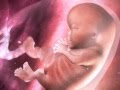 Embarazo semanas 1  9  babycenter en espaol