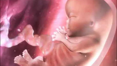 ¿Cómo se llama a un bebé en el vientre materno?