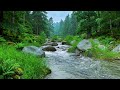 River Flowing Birds Chirping Morning Forest Ambience to Start Your Day Calm and Refreshed