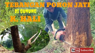 TEBANG POHON DI LERENG GUNUNG K. HALI oleh OPERATOR HANDAL