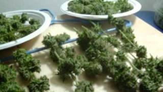 autoflower harvest. 9.5 weeks