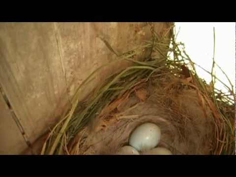 Bird-Nests-Part-...