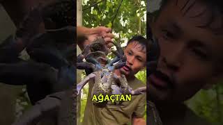 Bu Çılgın Adam Dev Yengeçleri Yakalayıp Yiyor