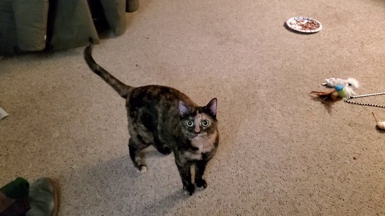 Tortoiseshell Cat Playing Fetch.