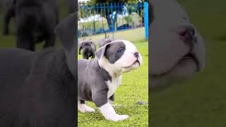 Filhotes Dragonspitkennel