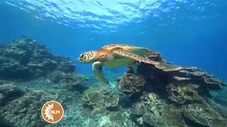 16 Junio: Día mundial de las tortugas marinas I BLM I