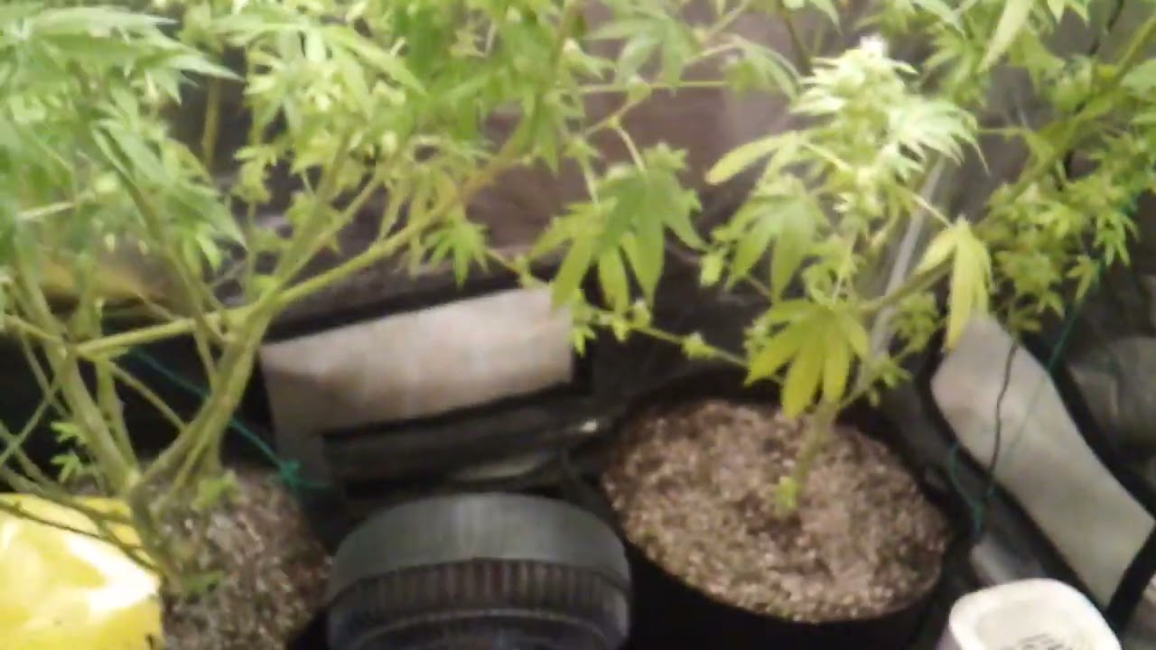 Blueberry muffin and Chem OG week 7