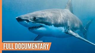 The Surprising Truth About Great White Sharks | Full Documentary by Free High-Quality Documentaries 5,457 views 1 month ago 52 minutes