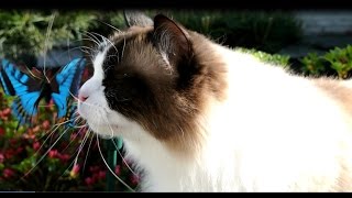Timo the Ragdoll Cat vs Solar Butterfly