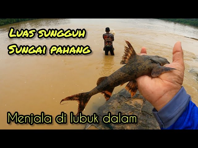 Menjala Di Sungai Pahang #gengdunia #fishing #menjala #funny class=