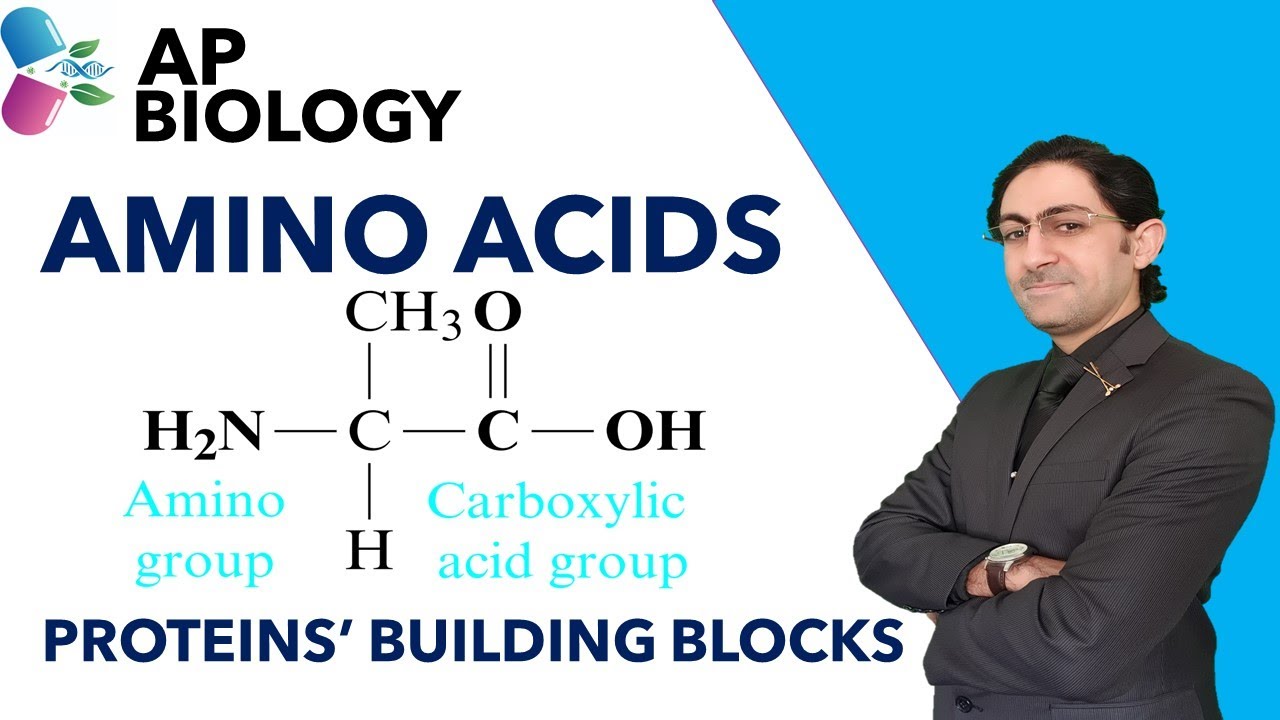 APBIOLOGY [STRUCTURE OF AMINO ACIDS] YouTube