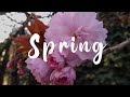 Spring/Music for studying