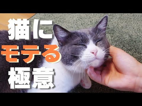 【保護猫】猫に好かれる方法！猫と仲良くなるコツを5つのステップで解説！！