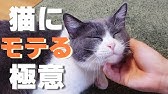 ぺット手帳 猫ちゃんの鼻づまり解消方法 Youtube ぺット手帳 猫ちゃんの鼻づまり解消方法 Youtube