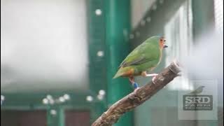 finch green ... burung emprit hijau di aviary