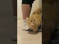 独身一人暮らし25歳男と子猫達の会話。#cat #kitty
