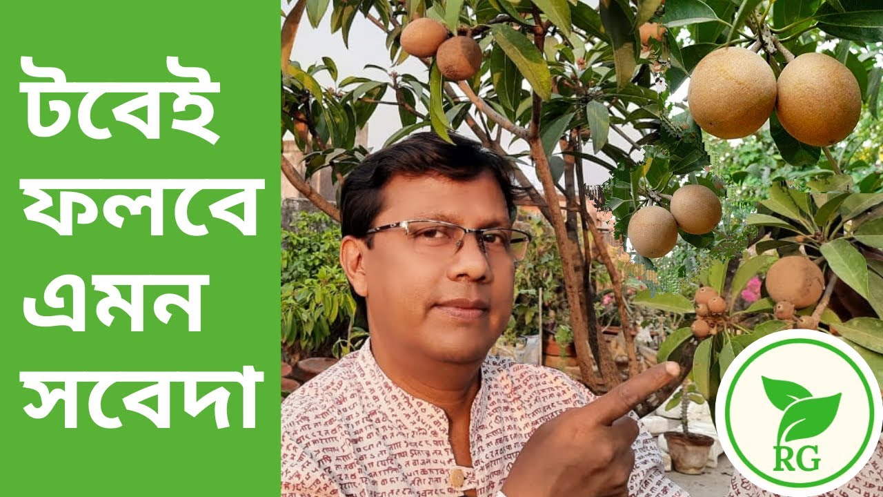 এভাবে করলেই টবে গাছভর্তি সবেদা/সফেদা । How to Grow Sapodilla/Sapota  in Container | RAJ Gardens
