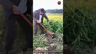Ginger Production Manual Digging &amp; Post-Harvest Tip: How to Harvest Ginger Guide to for Small Farmer