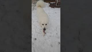 Great Pyrenees Dog Sneaking Cat Food...#cute #funny #funnydogs #dog #greatpyrenees