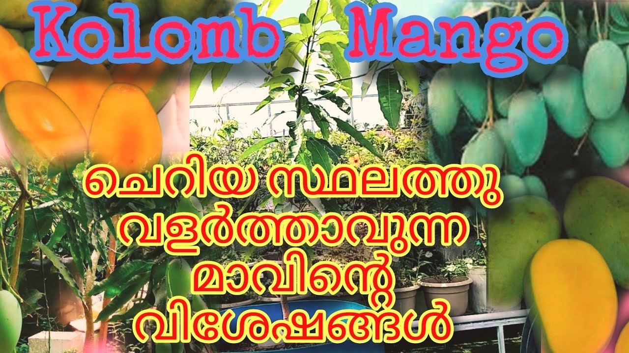 Kolomb മാവ് #kolombmango#kulumbumango#gardening#triptomygarden