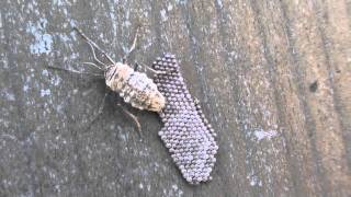 Fall Cankerworm Moth (Geometridae: Alsophila pometaria) Dorsal view