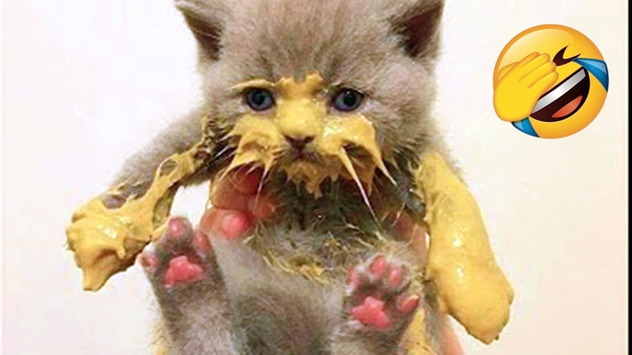 😂 When Cats and Dogs Forget How to Be Normal 🍍 