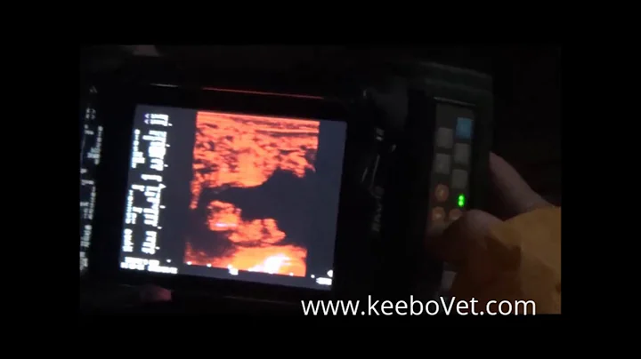 Cow Diagnosed 60 days Pregnant with RKU-10 Ultrasound Scanner