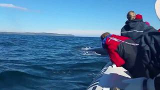 Newfoundland Humpback Whales