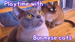 A day in the life with Burmese cats 🐱 Feeding and playing 🧶🐄