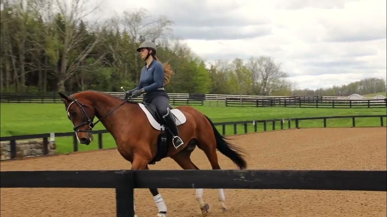 Ivy League 2013 KWPN Gelding USDF Bronze Medal Partner for Sale YouTube