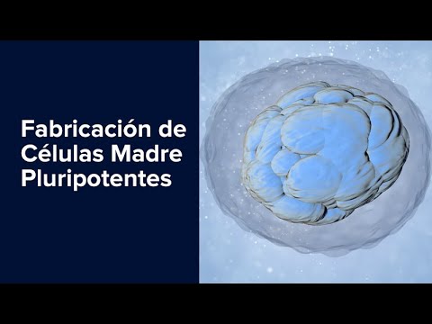 Video: ¿Las células madre son pluripotentes?