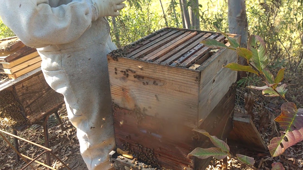 colocando sobre ninho