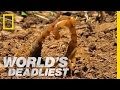 Cannibal Scorpions Fight to the Death | World's Deadliest