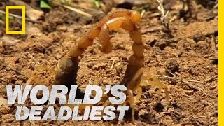 Cannibal Scorpions Fight to the Death | World's Deadliest