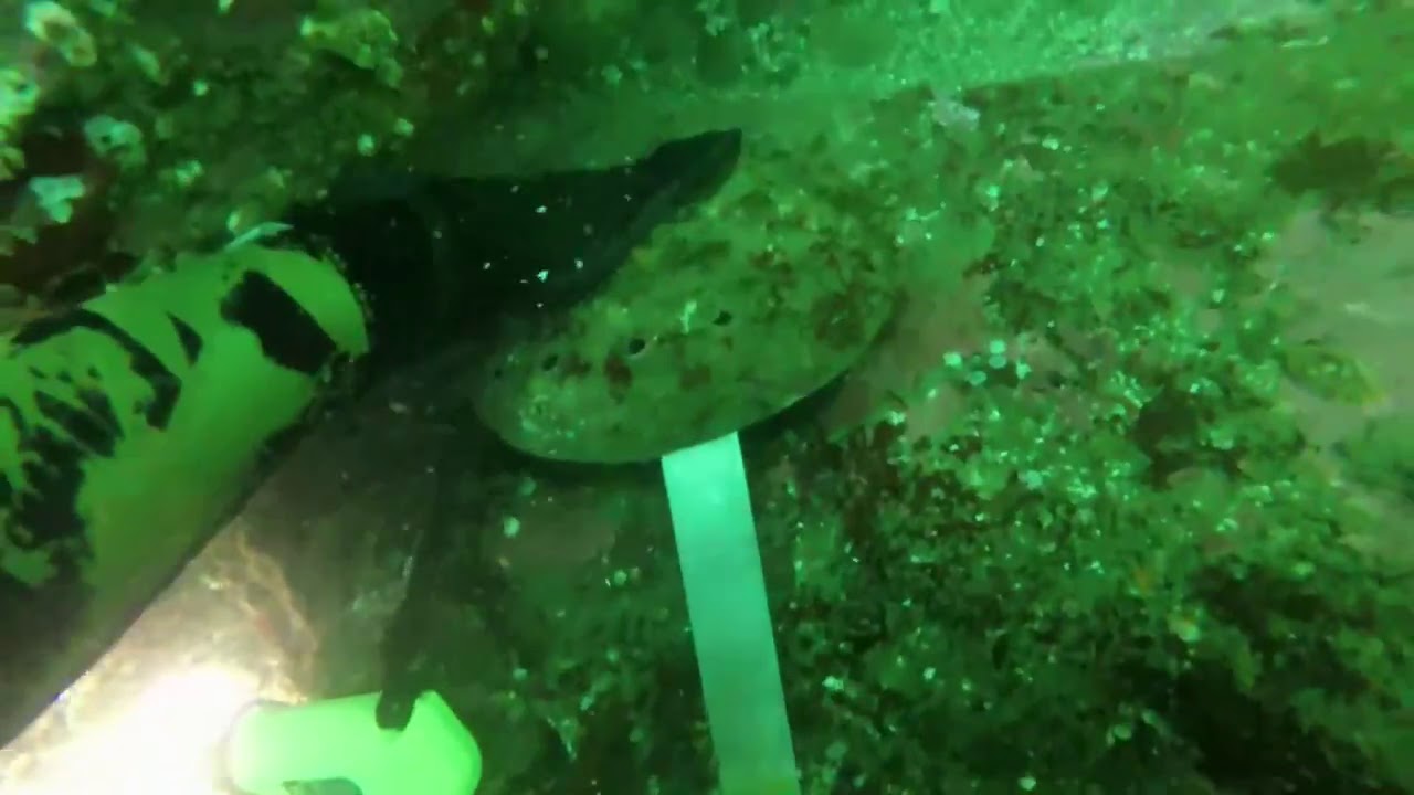 Abalone Diving Timber Cove YouTube