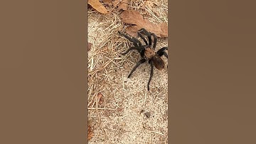 Texas Brown Tarantula In Arkansas Scary #shorts