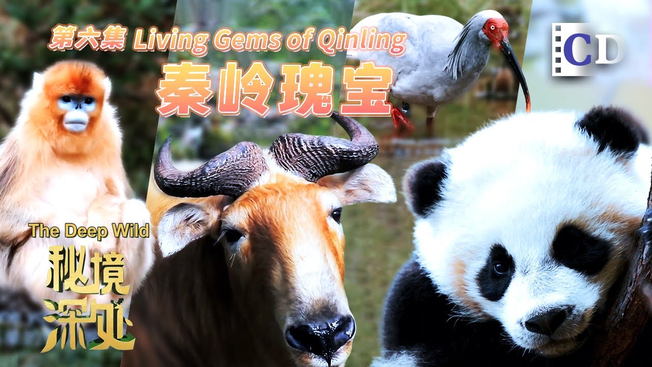 Pandas, Ibises, and a Conservation Miracle in China | China Documentary