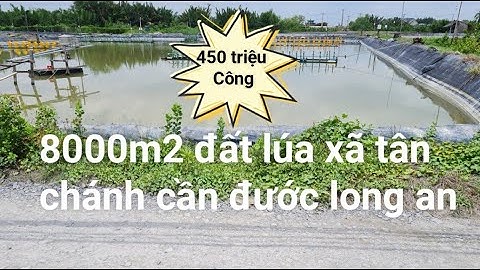 Bán 8000m2 đất lúa xã tân chánh cần đước long an " 450 triệu/ công "