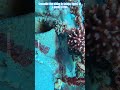 Crocodile fish hiding in Safaga, Egypt, at a depth of 15m